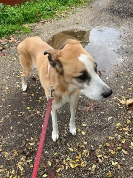 OLIMPIA 💚💚💚 ältere Lady sucht Zuhause