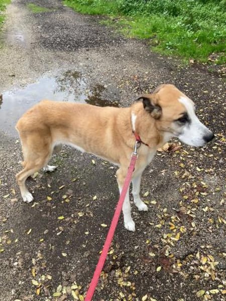 OLIMPIA 💚💚💚 ältere Lady sucht Zuhause