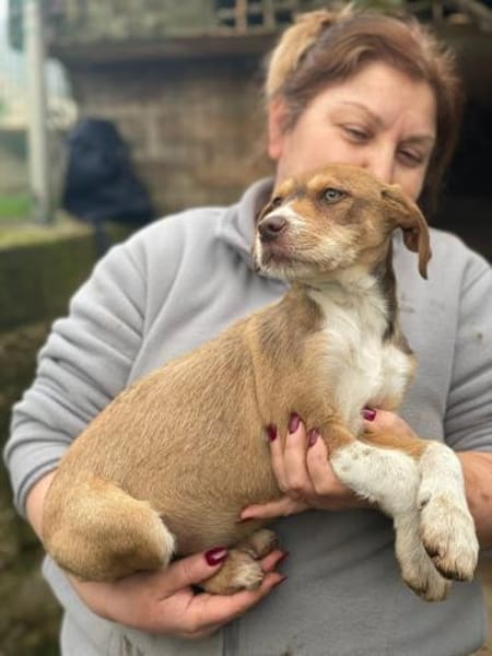 VALERIO 💛💛💛 kleiner Hundebub