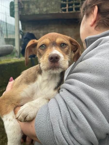 VALERIO 💛💛💛 kleiner Hundebub