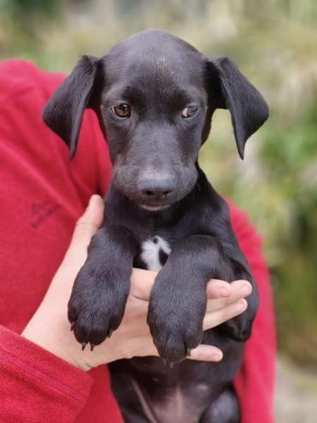 JINNY 💚💚💚 freundliches Hundemädchen