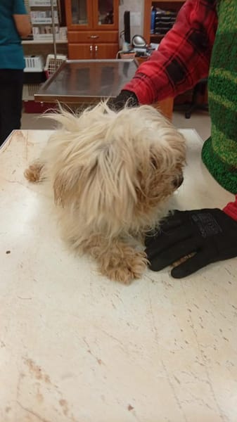 Ariel, kleines Malteser Mädchen geb.2017