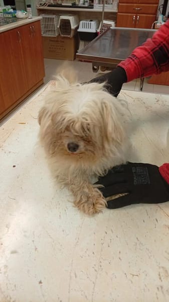 Ariel, kleines Malteser Mädchen geb.2017