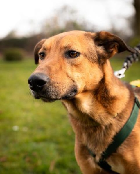 Jack sucht liebevolle Familie...