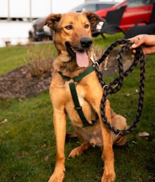 Jack sucht liebevolle Familie...