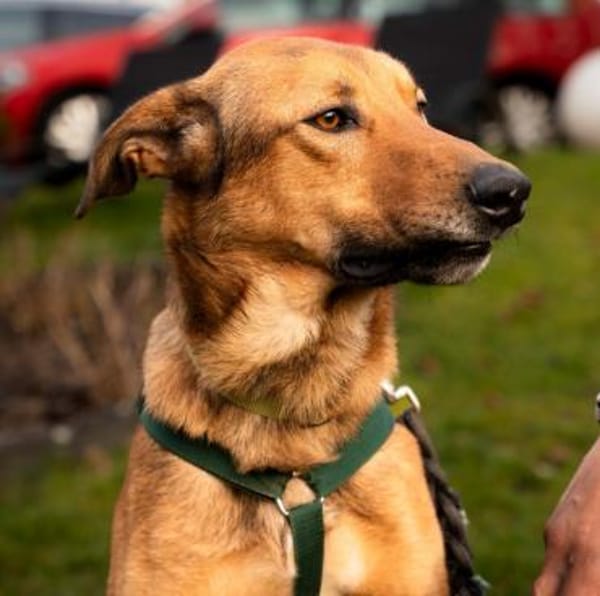 Jack sucht liebevolle Familie...