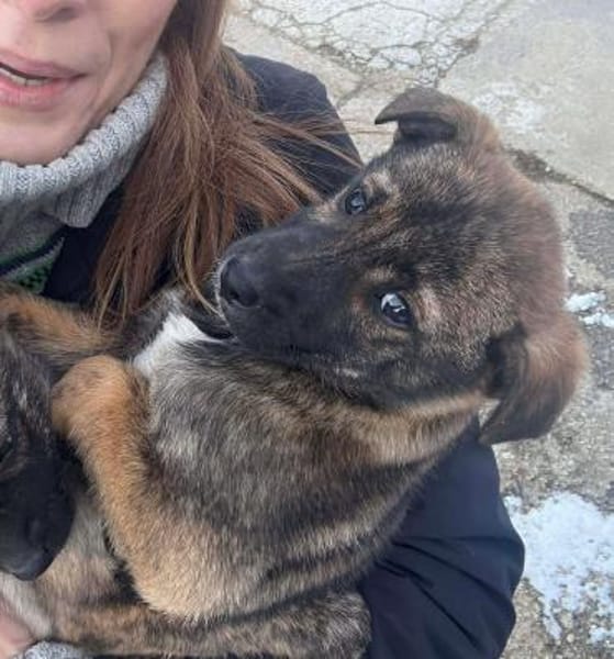 Welpe Wisey möchte die Welt entdecken!