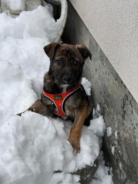 Welpe Wisey möchte die Welt entdecken!