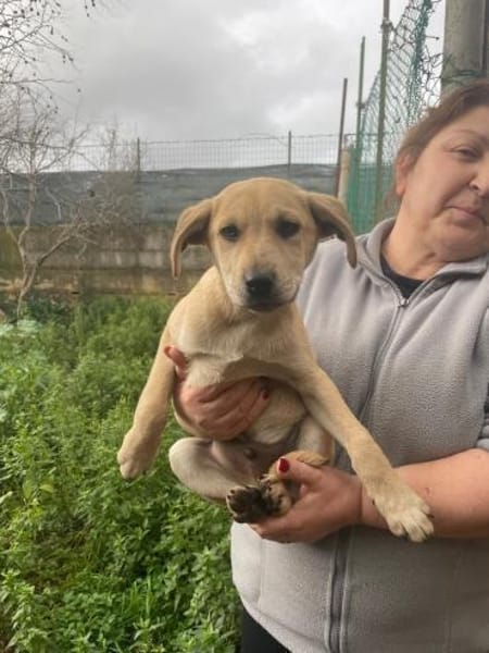 VINCENZO  verspielt & gesellig