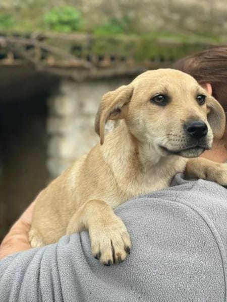 VINCENZO  verspielt & gesellig