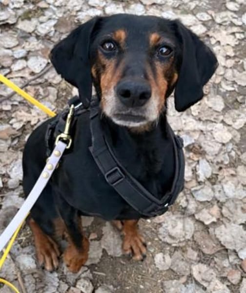 Neria, geb. 11/2020, 95168 Marktleuten