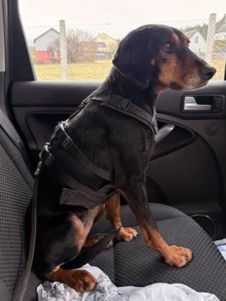 Neria, geb. 11/2020, 95168 Marktleuten