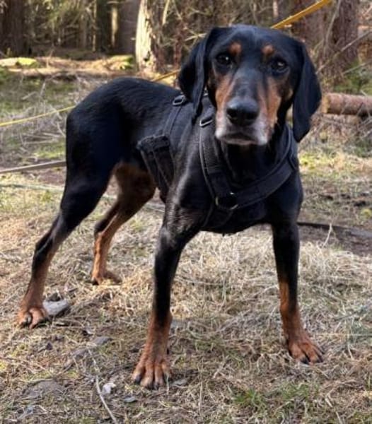 Neria, geb. 11/2020, 95168 Marktleuten