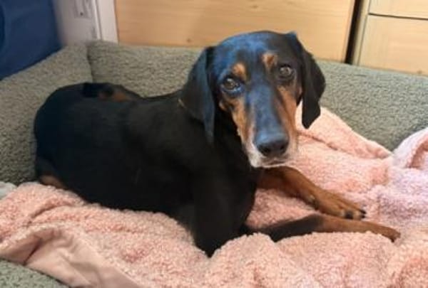 Neria, geb. 11/2020, 95168 Marktleuten