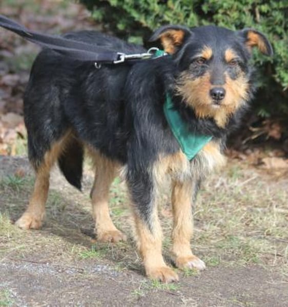 Joschi 43cm geb. 09/25 wartet in Müden