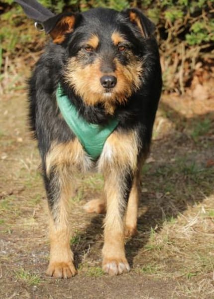 Joschi 43cm geb. 09/25 wartet in Müden