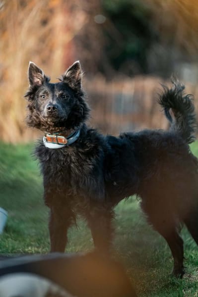 Sanfter Szike in 38268 Lengede-Broistedt