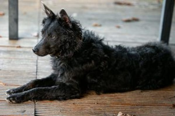 Sanfter Szike in 38268 Lengede-Broistedt