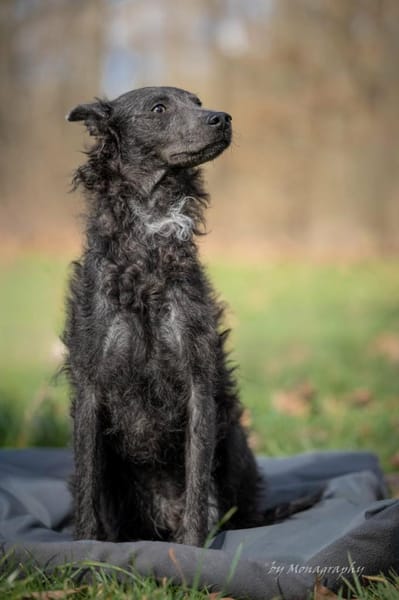 Schöne Szari in 59071 Hamm