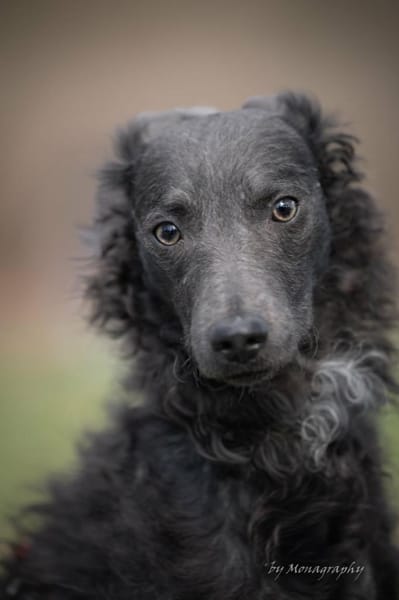 Schöne Szari in 59071 Hamm