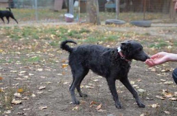 Schöne Szari in 59071 Hamm