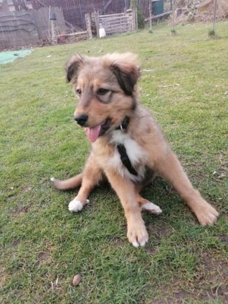 Tizia - verspielt, neugierg, verschmusst