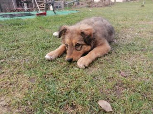 Tizia - verspielt, neugierg, verschmusst