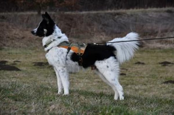 Zuhause gesucht für Adi