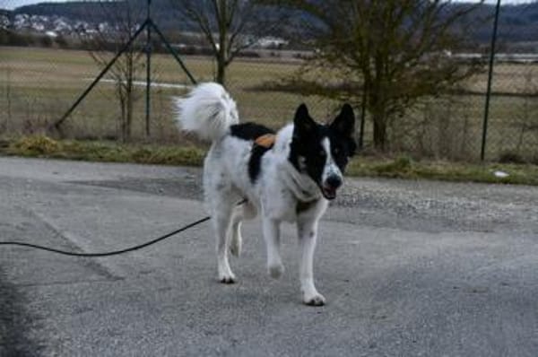 Zuhause gesucht für Adi