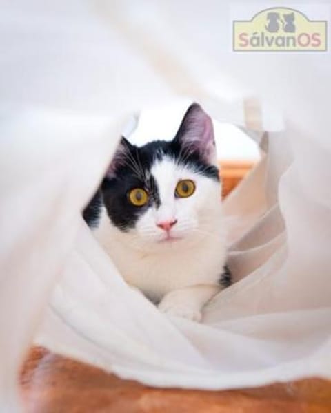 PIPO  Schmusekitten sucht Happy Home