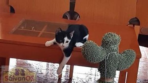 PIPO  Schmusekitten sucht Happy Home