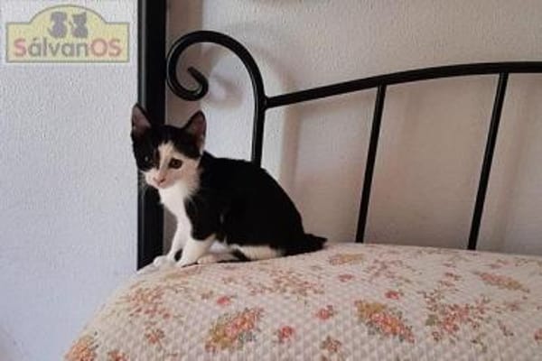 PIPO  Schmusekitten sucht Happy Home