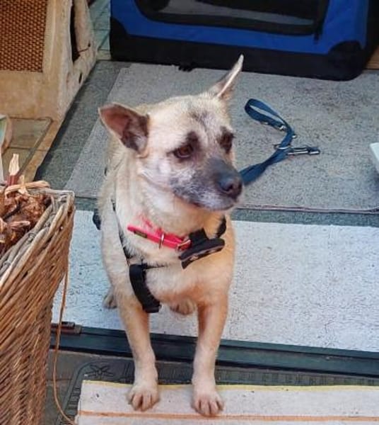 Lolly - eine besondere Hündin (C)