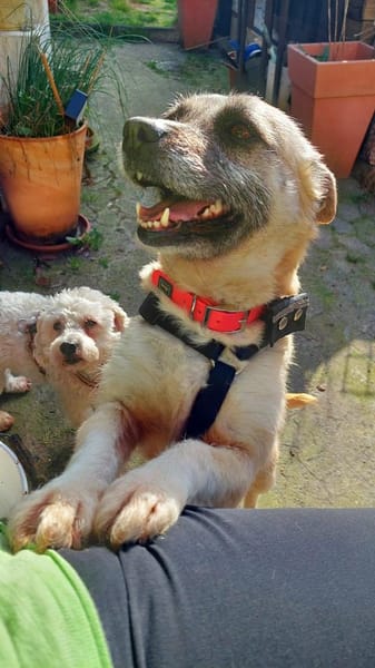 Lolly - eine besondere Hündin (C)