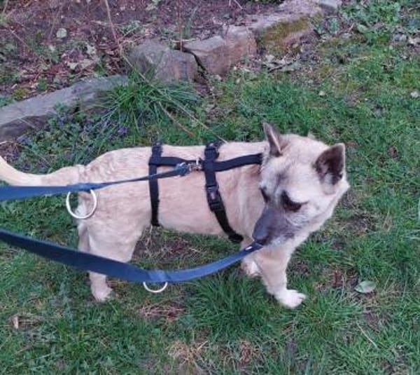 Lolly - eine besondere Hündin (C)