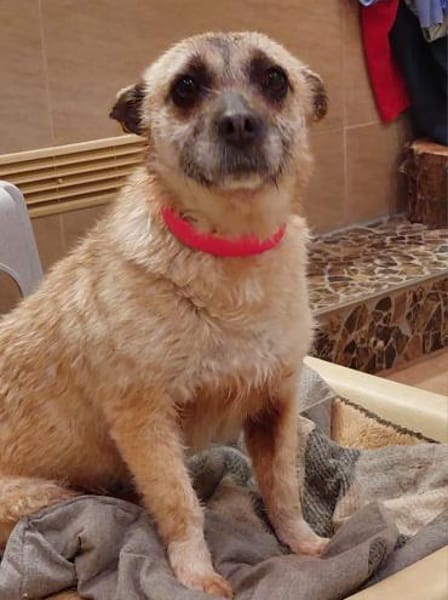 Lolly - eine besondere Hündin (C)