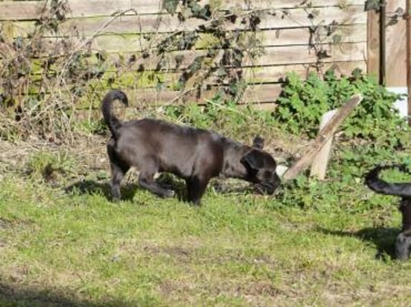 Möchten Sie Pius ein Zuhause geben?