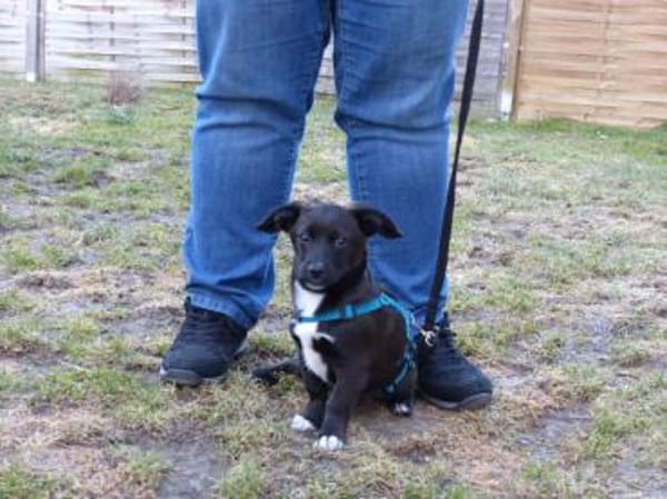 Möchten Sie Pius ein Zuhause geben?