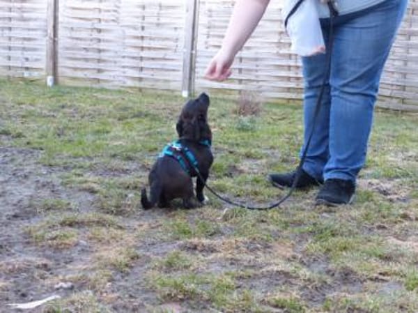 Möchten Sie Pius ein Zuhause geben?