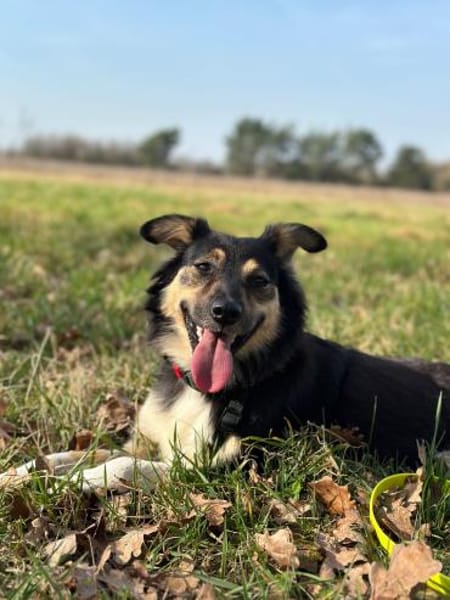 Veerle - Hundemama sucht Dich - 45 cm