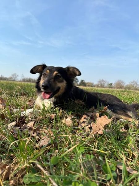 Veerle - Hundemama sucht Dich - 45 cm