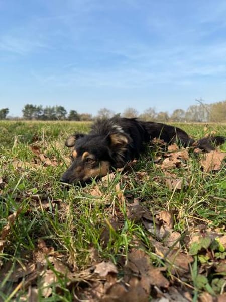 Veerle - Hundemama sucht Dich - 45 cm