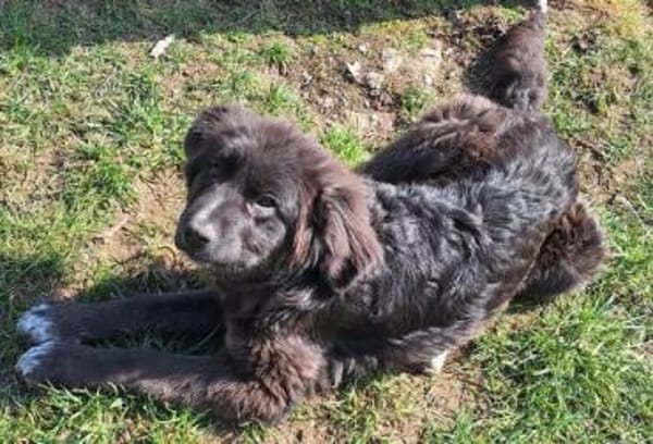 BIRNA -rundum tolles Hundekind-