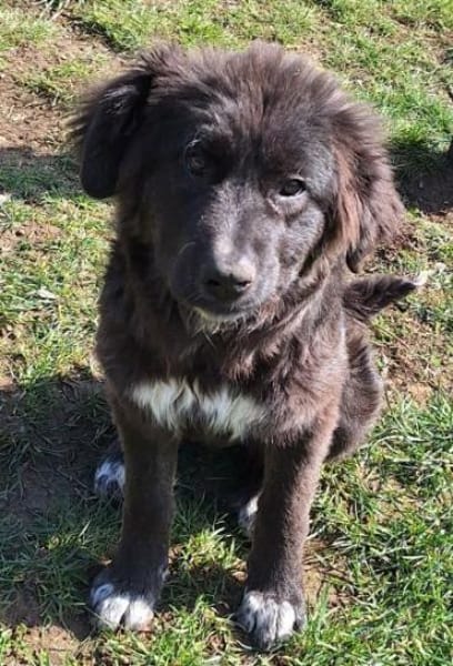 BIRNA -rundum tolles Hundekind-