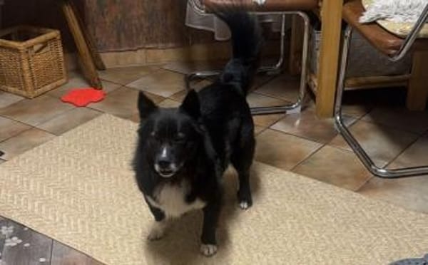 Treuer Begleiter Fynn sucht seine Family