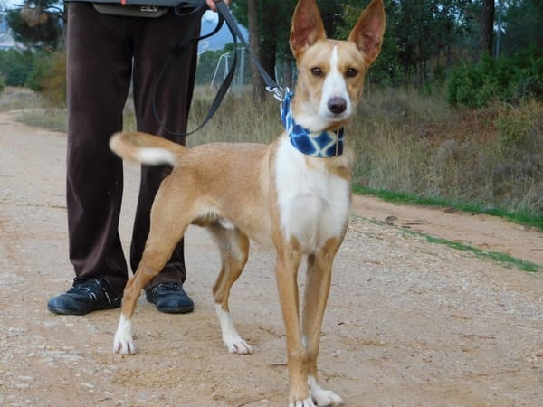 PIPER, 1 an, adorable podenco très affectueux