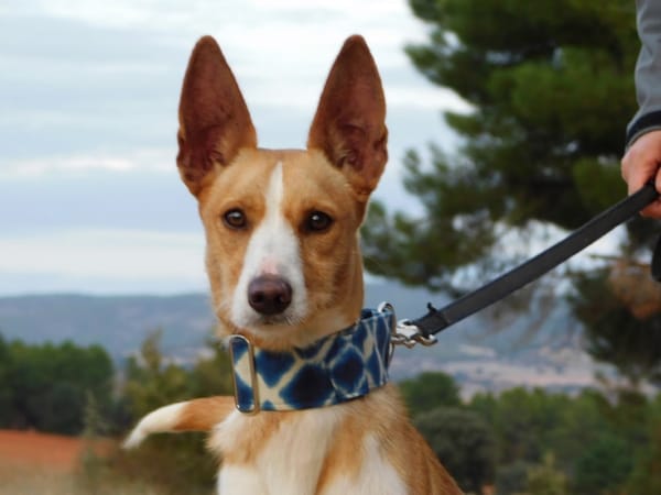 PIPER, 1 an, adorable podenco très affectueux