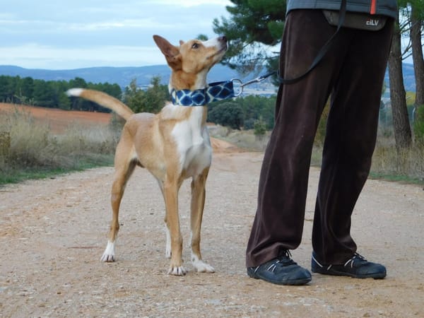 PIPER, 1 an, adorable podenco très affectueux