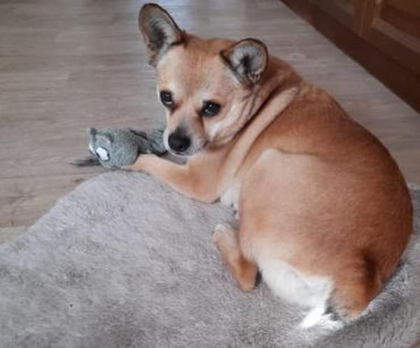 Chico10 sucht ein Zuhause/Pflegestelle