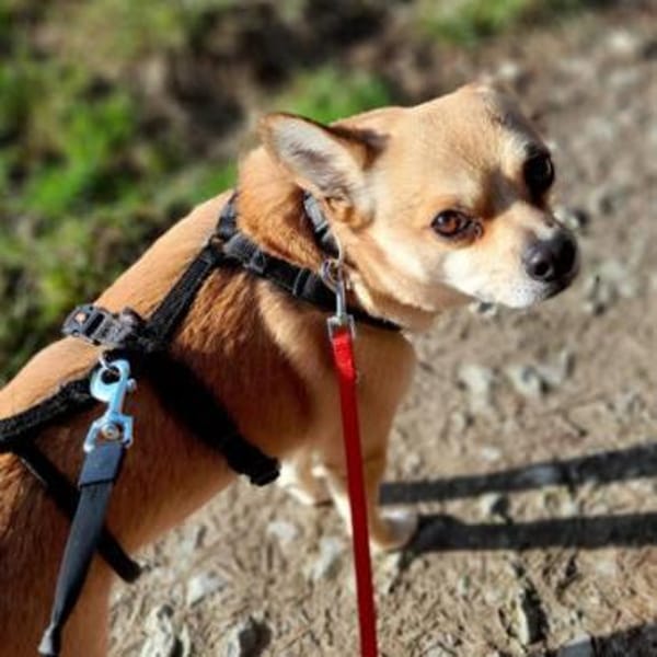 Chico10 sucht ein Zuhause/Pflegestelle